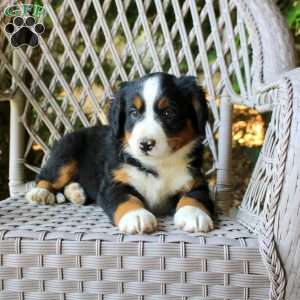 Gemma, Bernese Mountain Dog Puppy