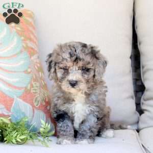 Gemma, Bich-Poo Puppy