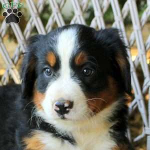 Gemma, Bernese Mountain Dog Puppy