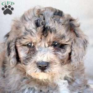 Gemma, Bich-Poo Puppy