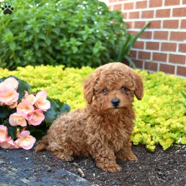 Geordy, Cavapoo Puppy