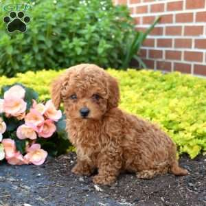 Geordy, Cavapoo Puppy