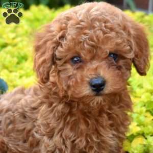 Geordy, Cavapoo Puppy
