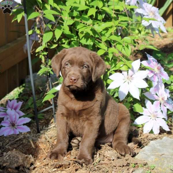 George, Chocolate Labrador Retriever Puppy