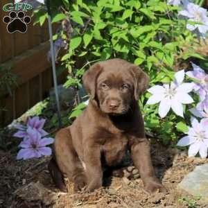 George, Chocolate Labrador Retriever Puppy