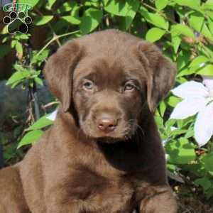 George, Chocolate Labrador Retriever Puppy