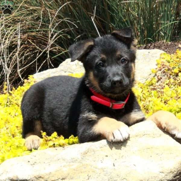 Georgia, German Shepherd Puppy