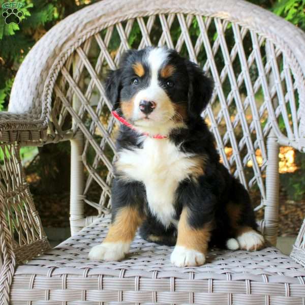 Georgia, Bernese Mountain Dog Puppy