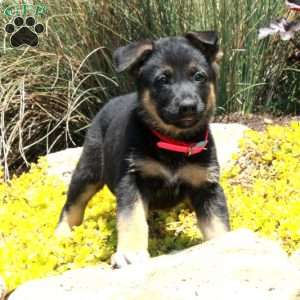 Georgia, German Shepherd Puppy