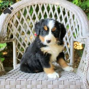 Georgia, Bernese Mountain Dog Puppy