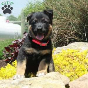 Georgia, German Shepherd Puppy