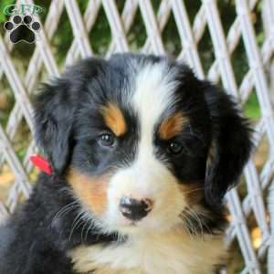 Georgia, Bernese Mountain Dog Puppy