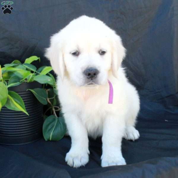 Gertie, English Cream Golden Retriever Puppy
