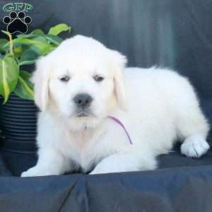Gertie, English Cream Golden Retriever Puppy