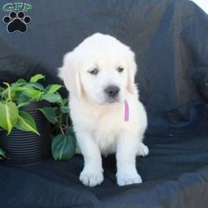 Gertie, English Cream Golden Retriever Puppy