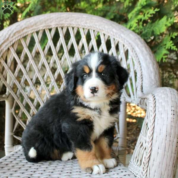 Gideo, Bernese Mountain Dog Puppy