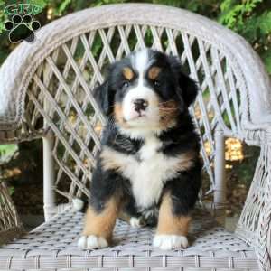 Gideo, Bernese Mountain Dog Puppy
