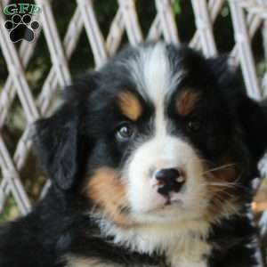Gideo, Bernese Mountain Dog Puppy