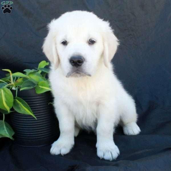 Gideon, English Cream Golden Retriever Puppy
