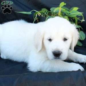 Gideon, English Cream Golden Retriever Puppy
