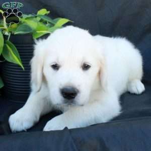 Gideon, English Cream Golden Retriever Puppy