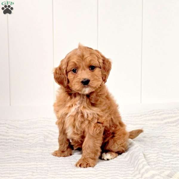 Giggles, Mini Goldendoodle Puppy