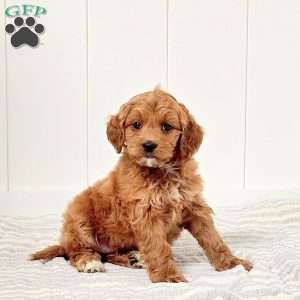 Giggles, Mini Goldendoodle Puppy