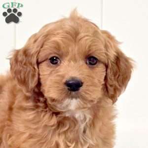 Giggles, Mini Goldendoodle Puppy