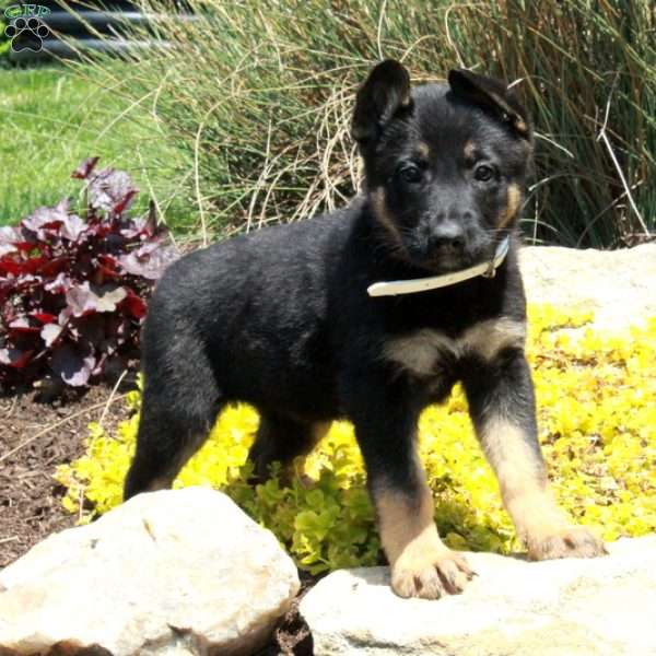 Gigi, German Shepherd Puppy