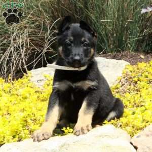 Gigi, German Shepherd Puppy