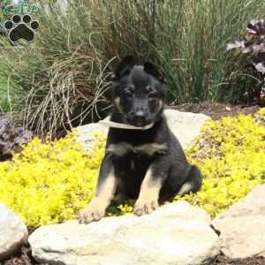 Gigi, German Shepherd Puppy