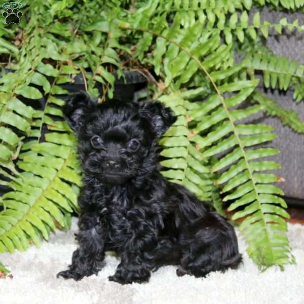 Gigi, Yorkie Poo Puppy