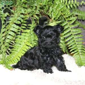 Gigi, Yorkie Poo Puppy