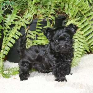 Gigi, Yorkie Poo Puppy