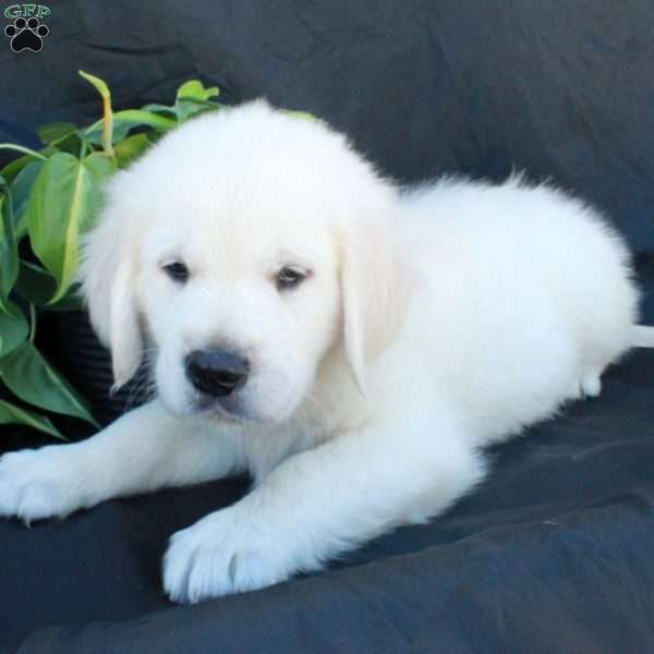 Gilbert, English Cream Golden Retriever Puppy