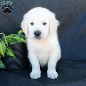Gilbert, English Cream Golden Retriever Puppy