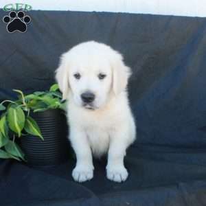 Gilbert, English Cream Golden Retriever Puppy