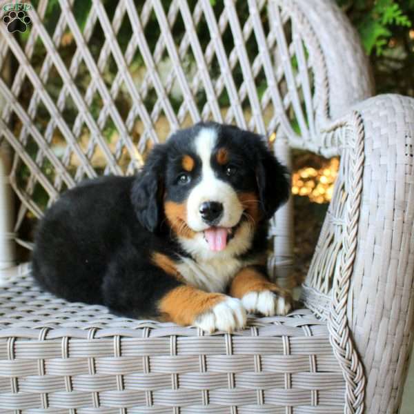 Gina, Bernese Mountain Dog Puppy