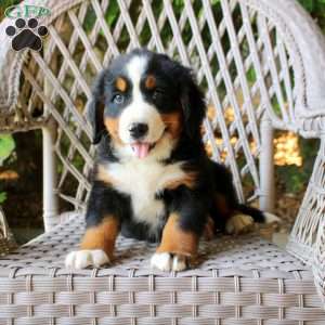 Gina, Bernese Mountain Dog Puppy