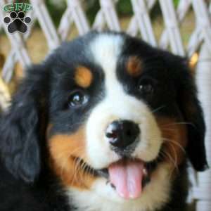 Gina, Bernese Mountain Dog Puppy