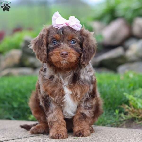 Ginger, Cavapoo Puppy