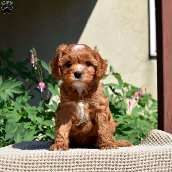 Ginger, Cavapoo Puppy