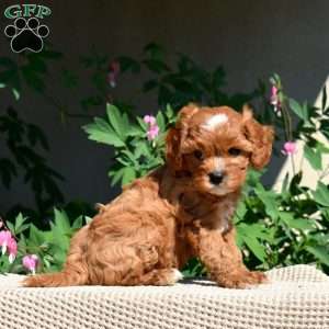 Ginger, Cavapoo Puppy