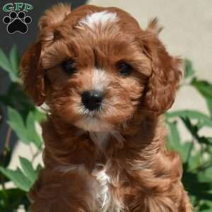 Ginger, Cavapoo Puppy
