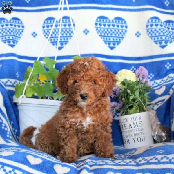 Ginny, Miniature Poodle Puppy