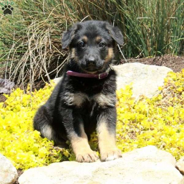 Giselle, German Shepherd Puppy