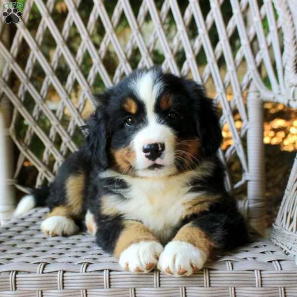Giselle, Bernese Mountain Dog Puppy