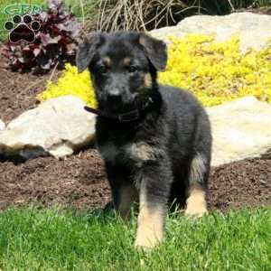Giselle, German Shepherd Puppy