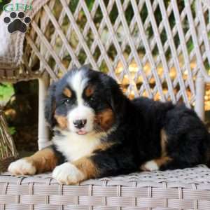 Giselle, Bernese Mountain Dog Puppy