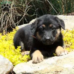 Giselle, German Shepherd Puppy